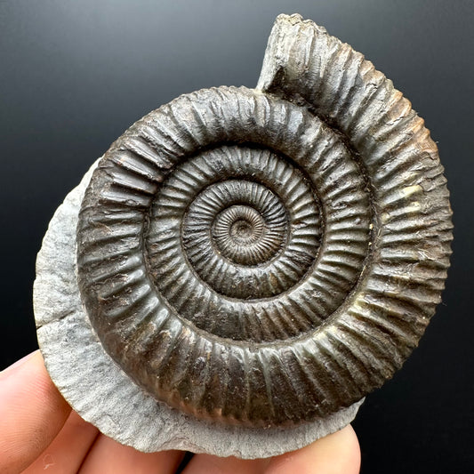 Dactylioceras Ammonite Fossil With box and Stand - Whitby, North Yorkshire Jurassic Coast Yorkshire Fossils