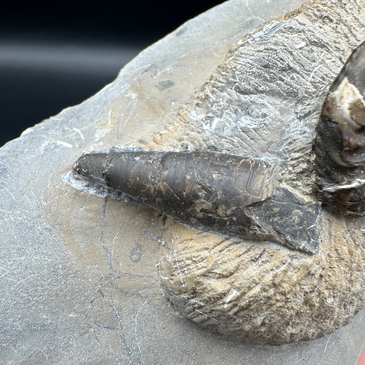 Amaltheus subnodosus ammonite fossil - Whitby, North Yorkshire Jurassic Coast Yorkshire Fossils