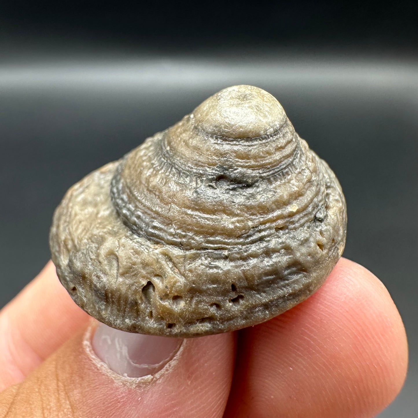 Gastropod Fossil Shell - Whitby, North Yorkshire, Jurassic Coast, Yorkshire Fossils