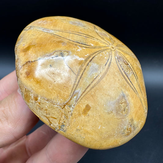 Holectypus Sea Urchin Fossil With Box And Stand - Middle Jurassic Madagascar