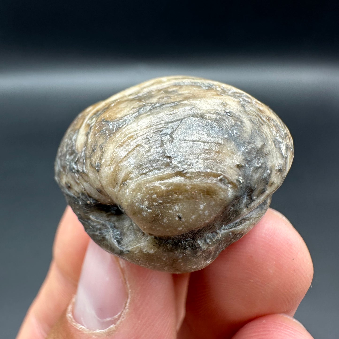 Shell fossil with tin and stand - Whitby, North Yorkshire, Jurassic Coast, Yorkshire Fossils