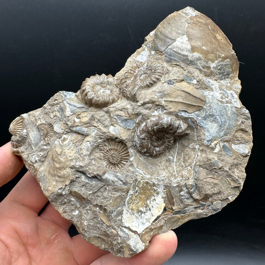 Androgynoceras capricornus Ammonite Fossil With Stand - Whitby, North Yorkshire Jurassic Coast Yorkshire Fossils