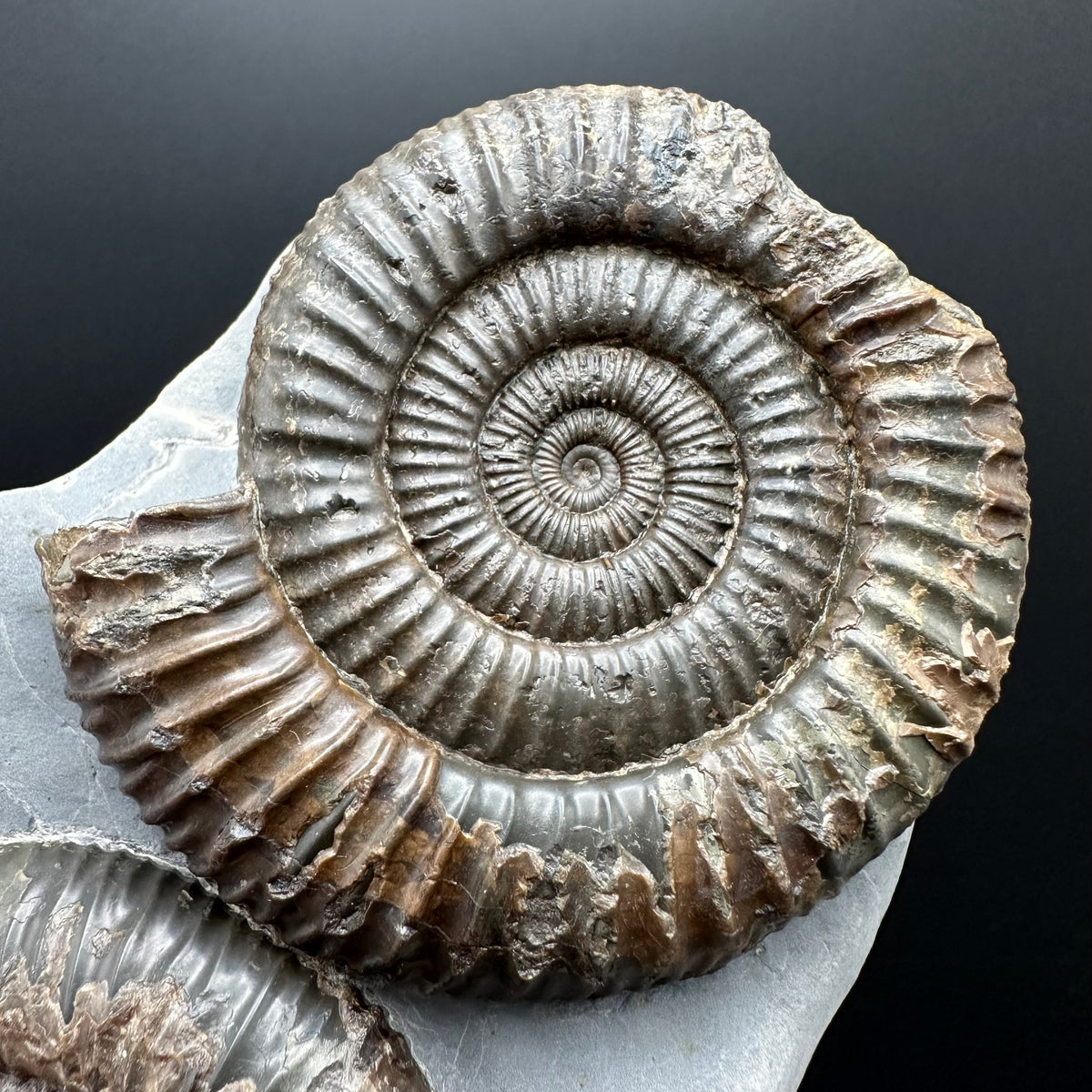 Dactylioceras Ammonite Fossil With Stand - Whitby, North Yorkshire Jurassic Coast Yorkshire Fossils