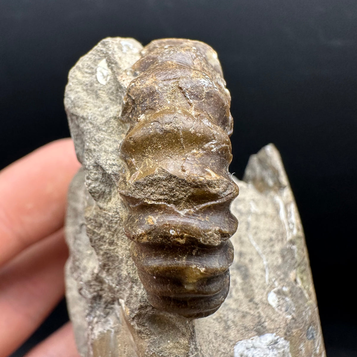 Androgynoceras capricornus Ammonite Fossil With Stand - Whitby, North Yorkshire Jurassic Coast Yorkshire Fossils