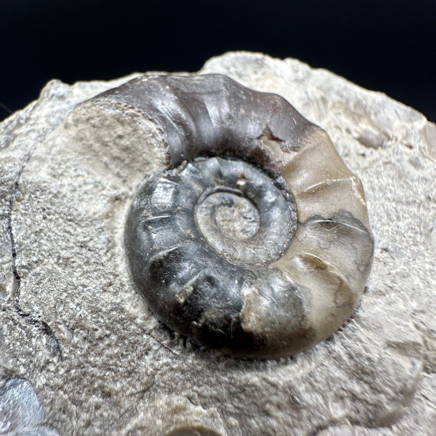 Agassiceras sp. ammonite fossil with box and stand - Whitby, North Yorkshire Jurassic Coast Yorkshire Fossils