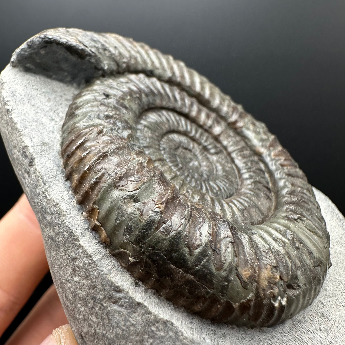 Dactylioceras Ammonite Fossil With box and Stand - Whitby, North Yorkshire Jurassic Coast Yorkshire Fossils