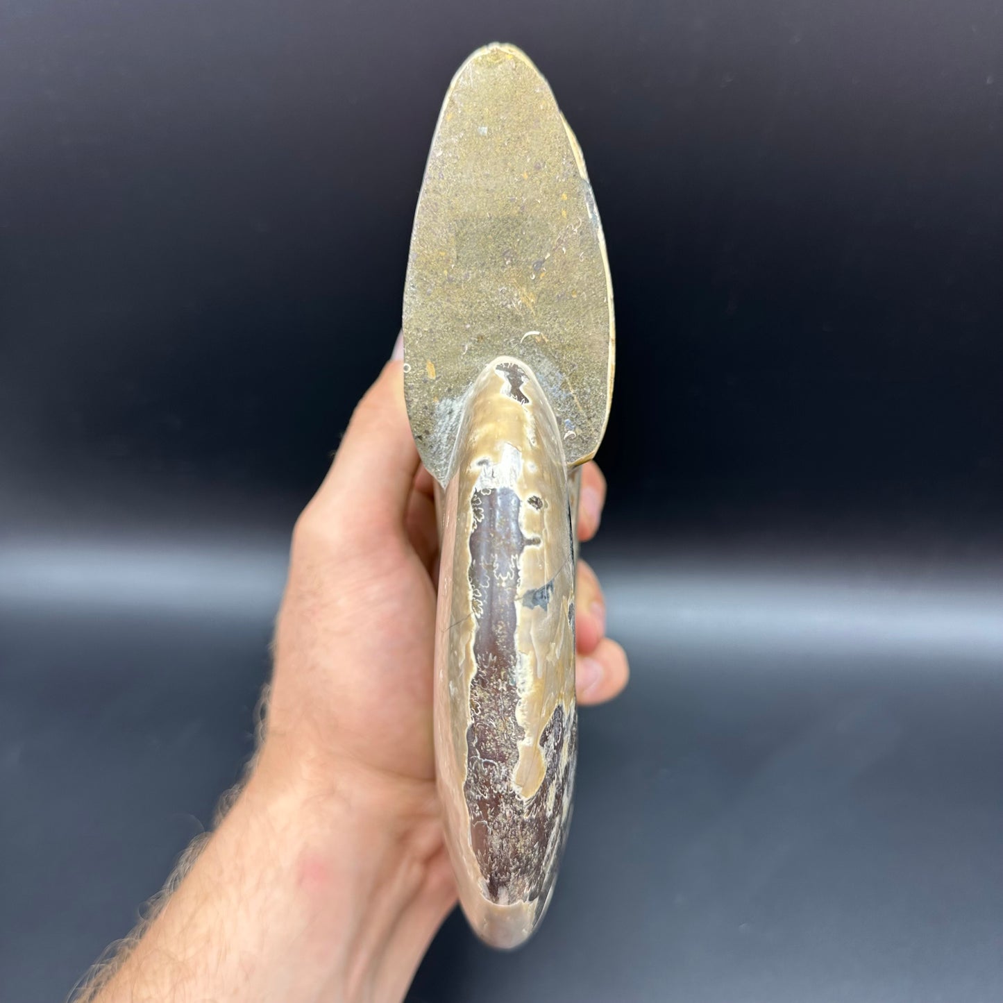 Cleoniceras Ammonite Fossil With Stand - Cretaceous Ammonite Madagascar
