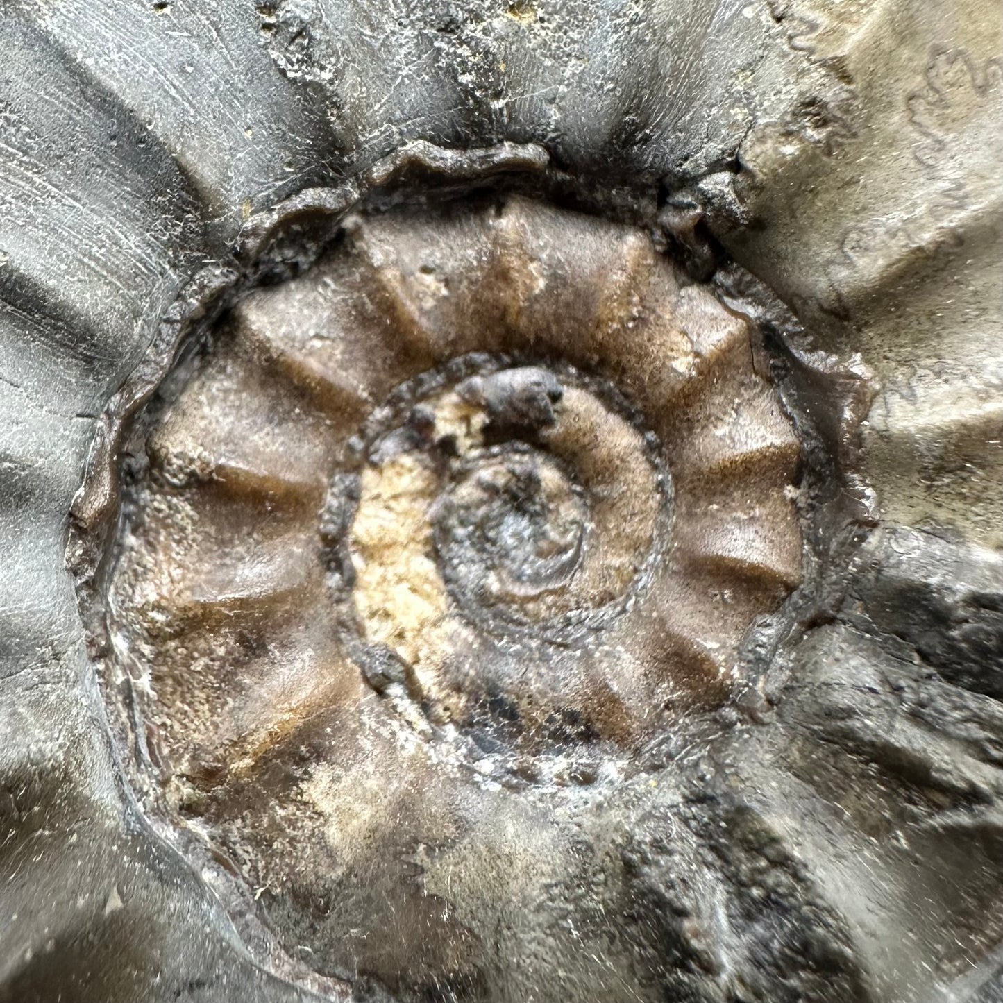 Eugassiceras Ammonite shell fossil with box and stand - Whitby, North Yorkshire Jurassic Coast Yorkshire Fossils