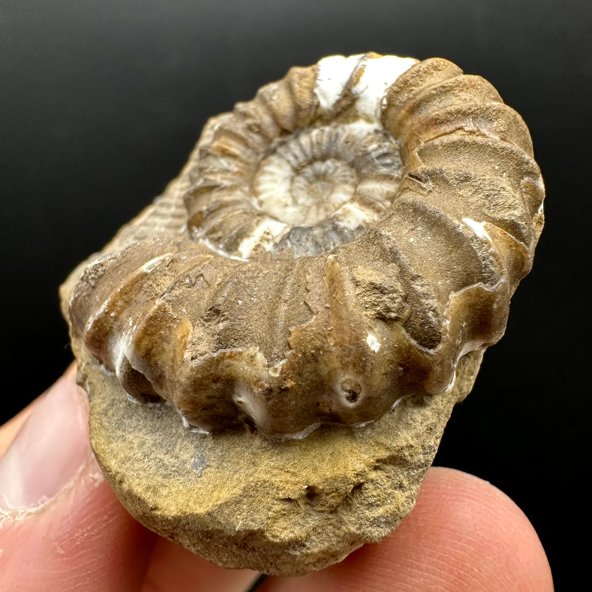 Androgynoceras capricornus Ammonite Fossil With Stand - Whitby, North Yorkshire Jurassic Coast Yorkshire Fossils