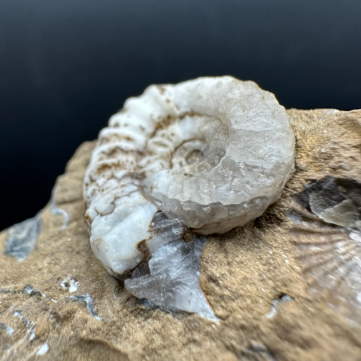 Androgynoceras capricornus Ammonite Fossil With Stand - Whitby, North Yorkshire Jurassic Coast Yorkshire Fossils