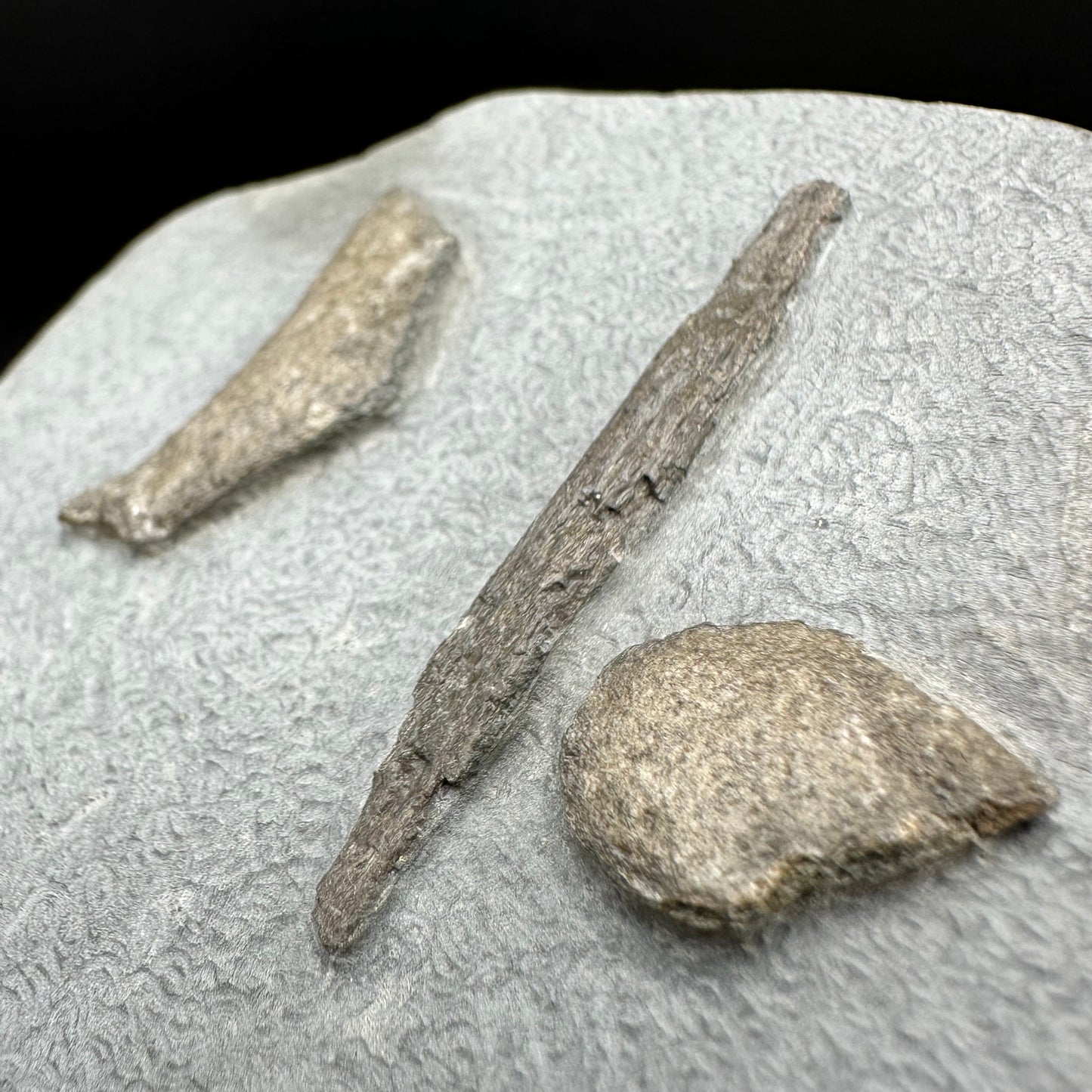 Gyrosteus Fish Bone fossil - Whitby, North Yorkshire, Jurassic Coast, Yorkshire Fossils