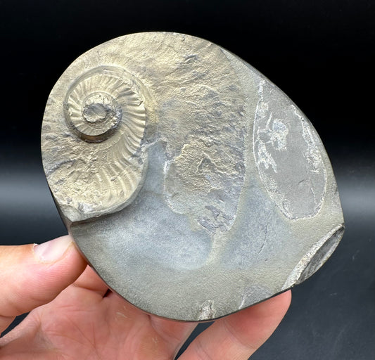 Golden Egg (GENUINE) Ammonite Fossil With Stand - Whitby, North Yorkshire Jurassic Coast Yorkshire Fossils