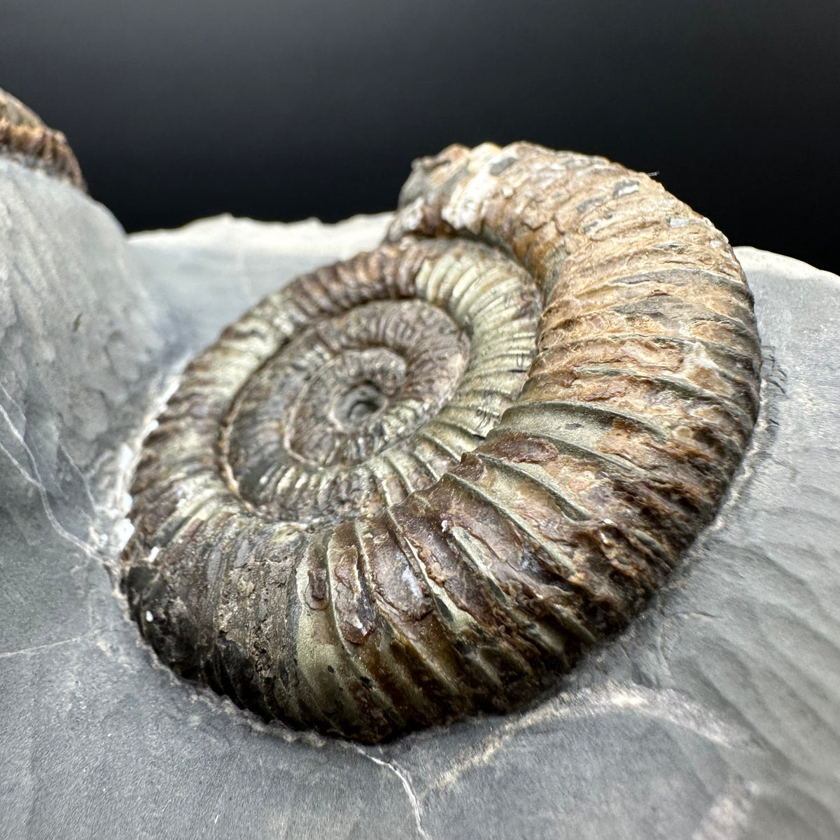 Dactylioceras Ammonite Fossil With Stand - Whitby, North Yorkshire Jurassic Coast Yorkshire Fossils
