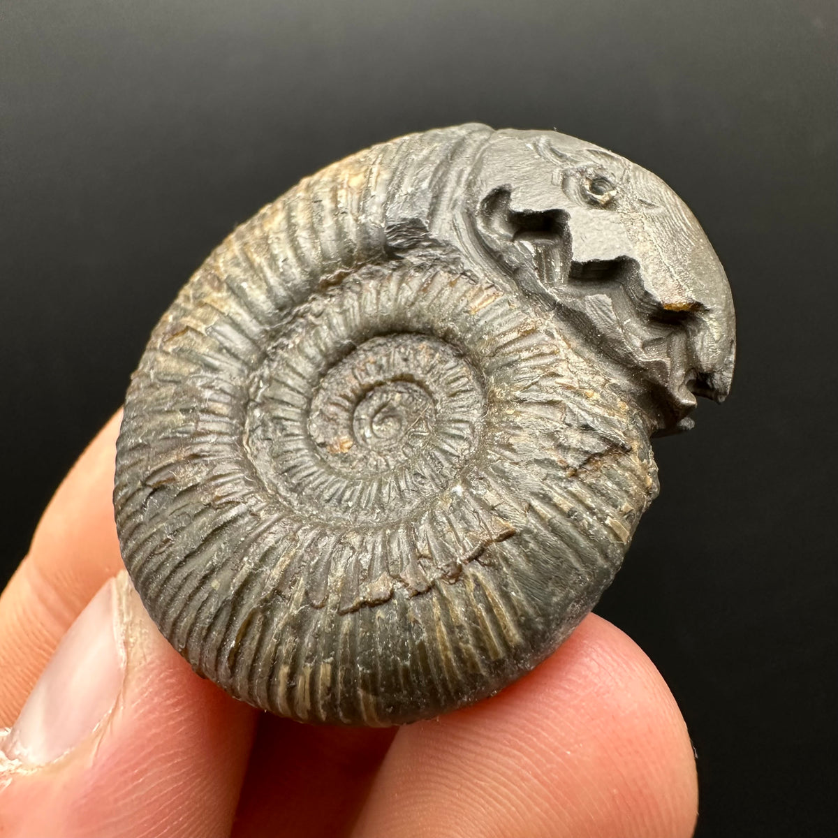 Snakestone Ammonite Fossil With Bag/Box And Stand - Whitby, North Yorkshire Jurassic Coast Yorkshire Fossils