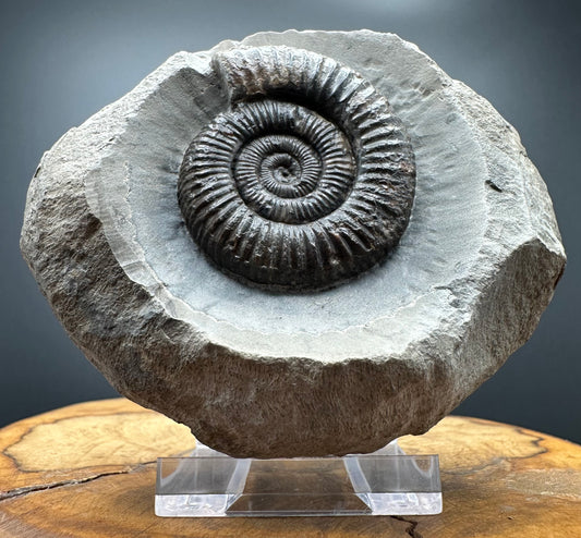 Dactylioceras Ammonite Fossil With box and Stand - Whitby, North Yorkshire Jurassic Coast Yorkshire Fossils