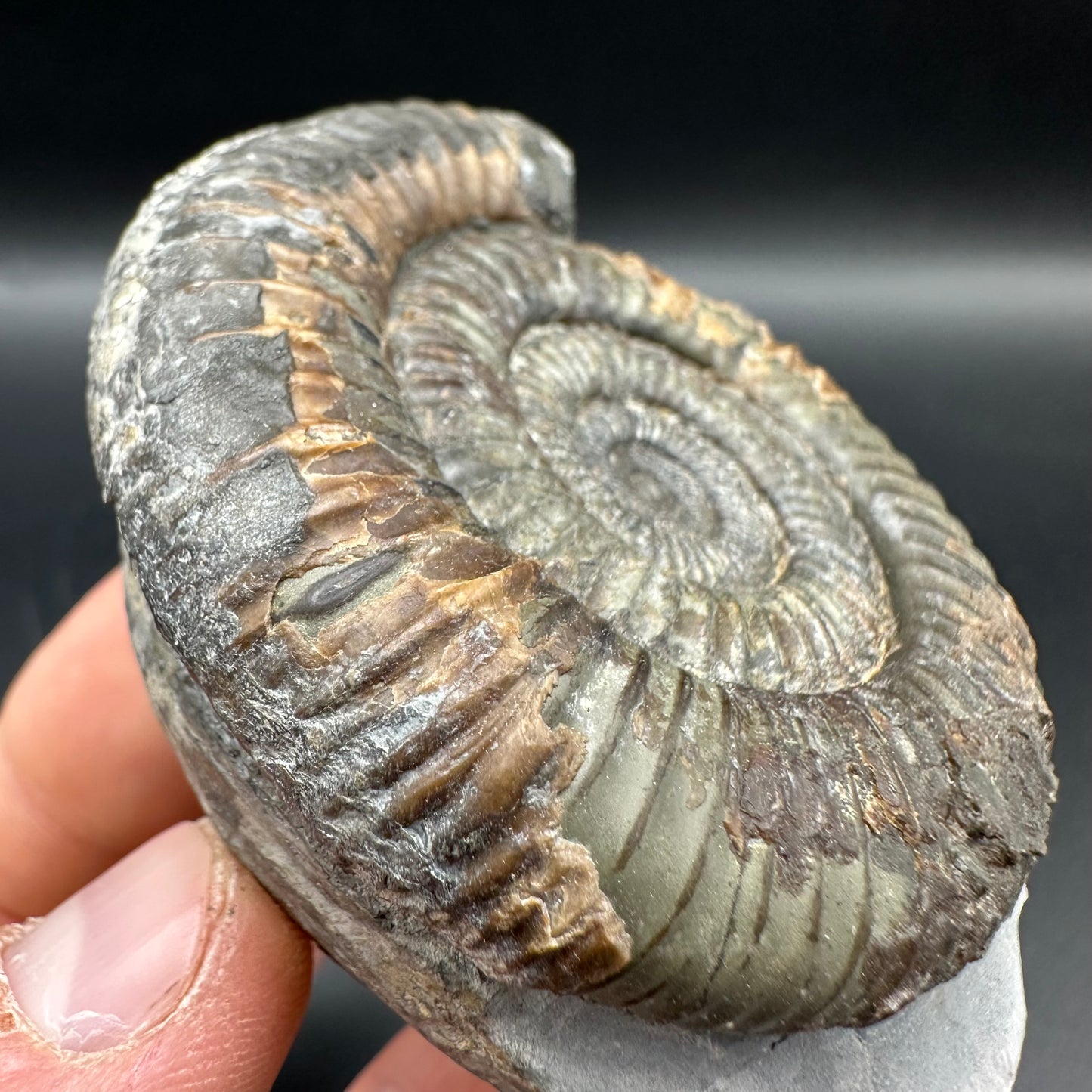 Dactylioceras Ammonite Fossil With Box And Stand - Whitby, North Yorkshire Jurassic Coast Yorkshire Fossils