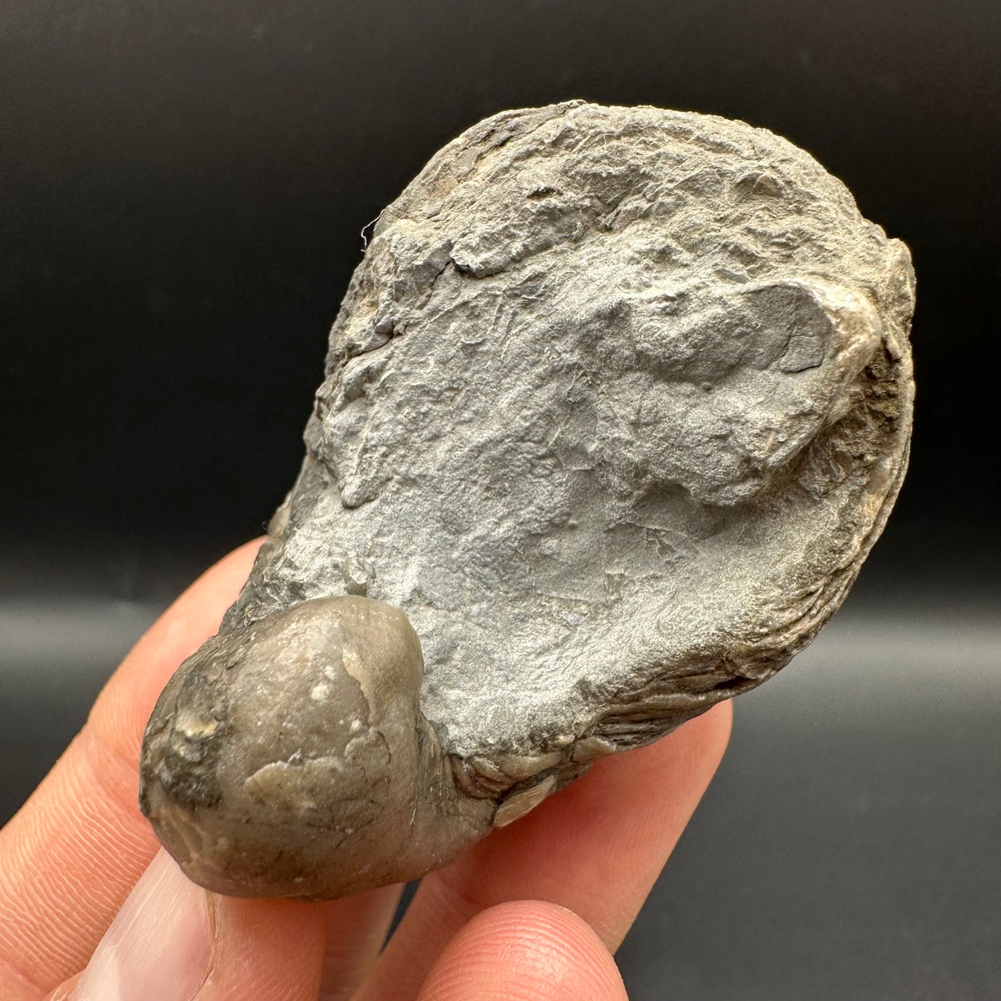 Gryphaea shell fossil with box and stand - Whitby, North Yorkshire, Jurassic Coast, Yorkshire Fossils found on the Jurassic Coast