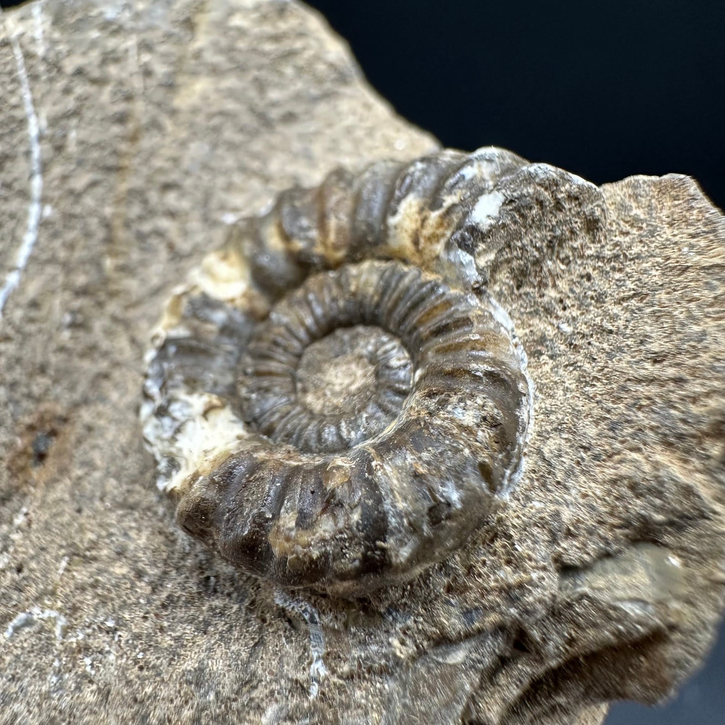 Androgynoceras capricornus Ammonite fossil with box and stand - Whitby, North Yorkshire Jurassic Coast Yorkshire Fossils