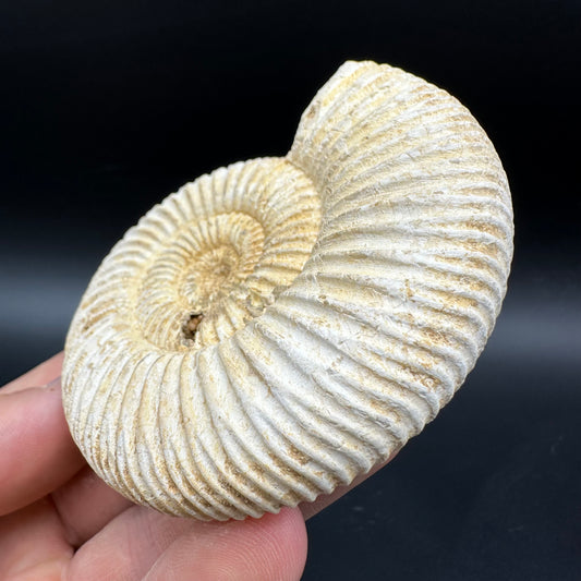 Dichotomosphinctes Ammonite Fossil With Box And Stand - Middle Jurassic Ammonite Madagascar