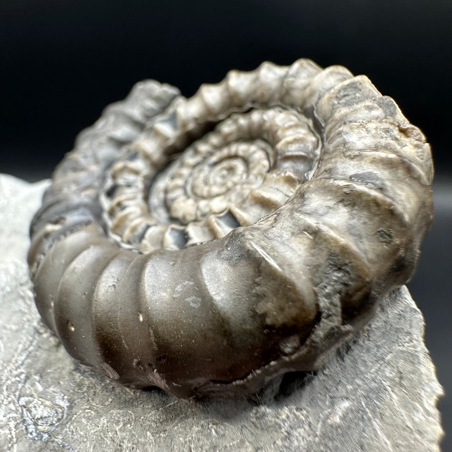 Gagaticeras ammonite fossil with gift box and stand- Whitby, North Yorkshire Jurassic Coast Yorkshire Fossils