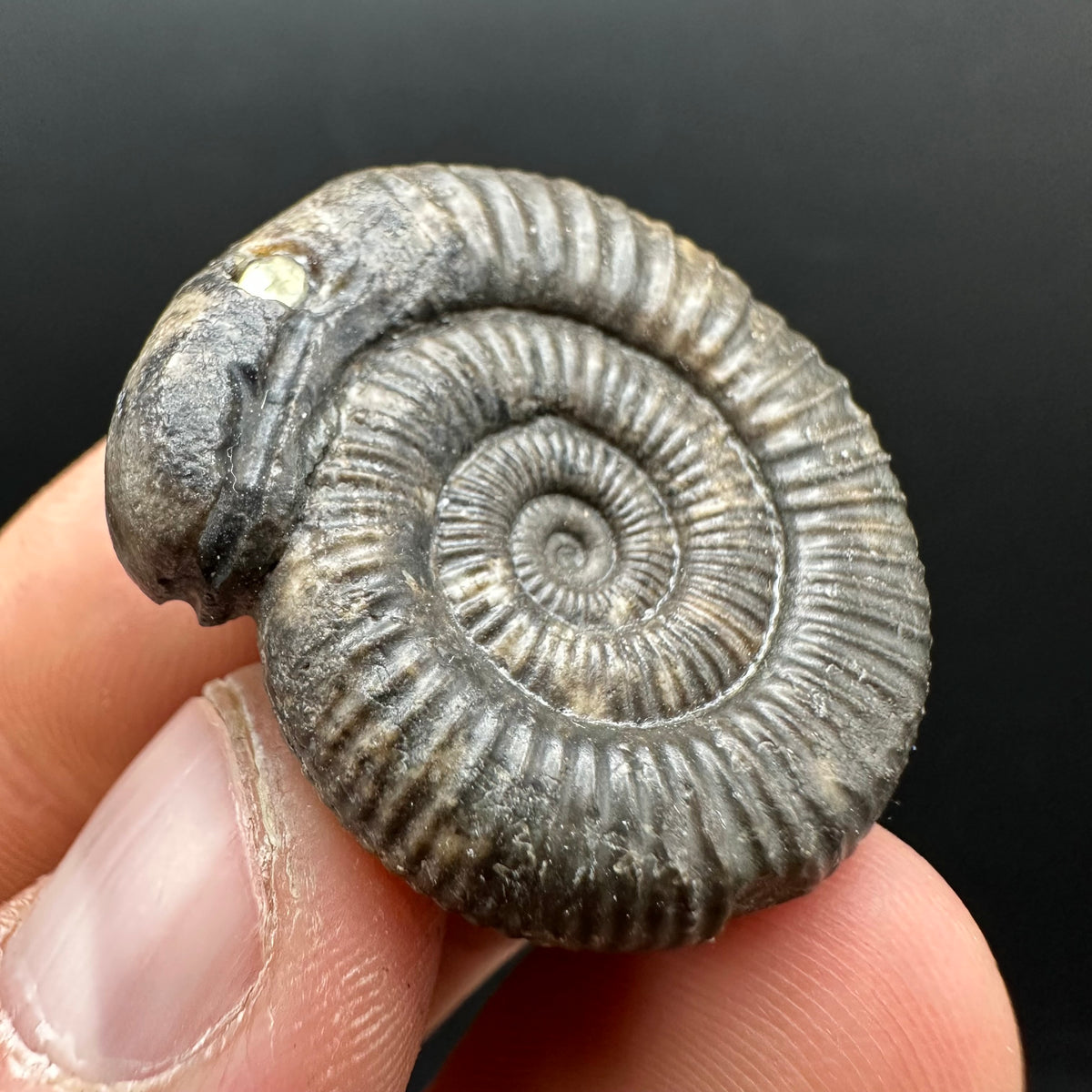 Snakestone Ammonite Fossil With Bag/Box And Stand - Whitby, North Yorkshire Jurassic Coast Yorkshire Fossils
