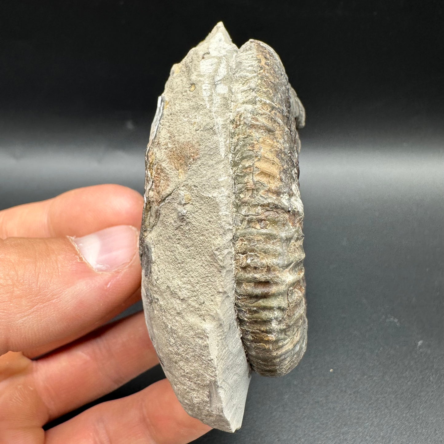 Dactylioceras Ammonite Fossil With Box And Stand - Whitby, North Yorkshire Jurassic Coast Yorkshire Fossils