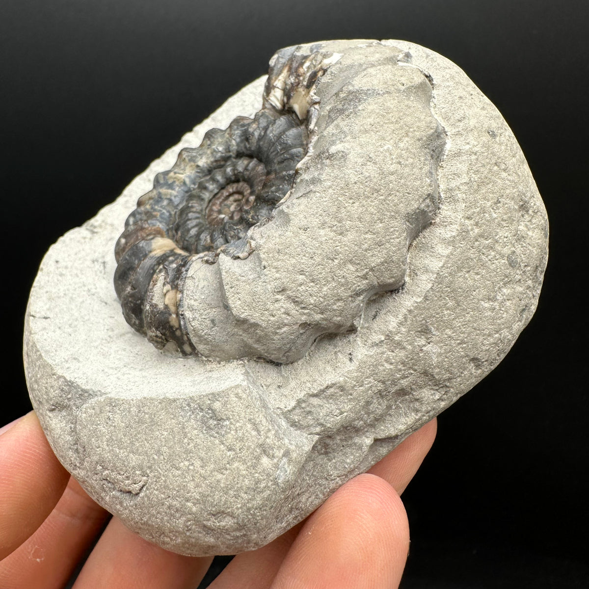 Androgynoceras maculatum ammonite fossil with box and stand - Whitby, North Yorkshire Jurassic Coast Yorkshire Fossils