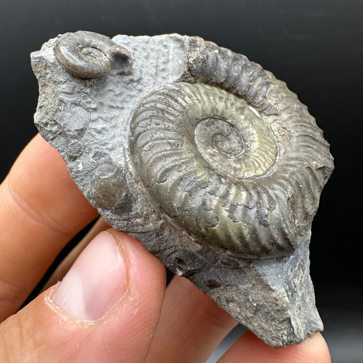 Grammoceras thoaurense Ammonite shell fossil with box and stand - Whitby, North Yorkshire, Yorkshire Fossils from the Jurassic Coast