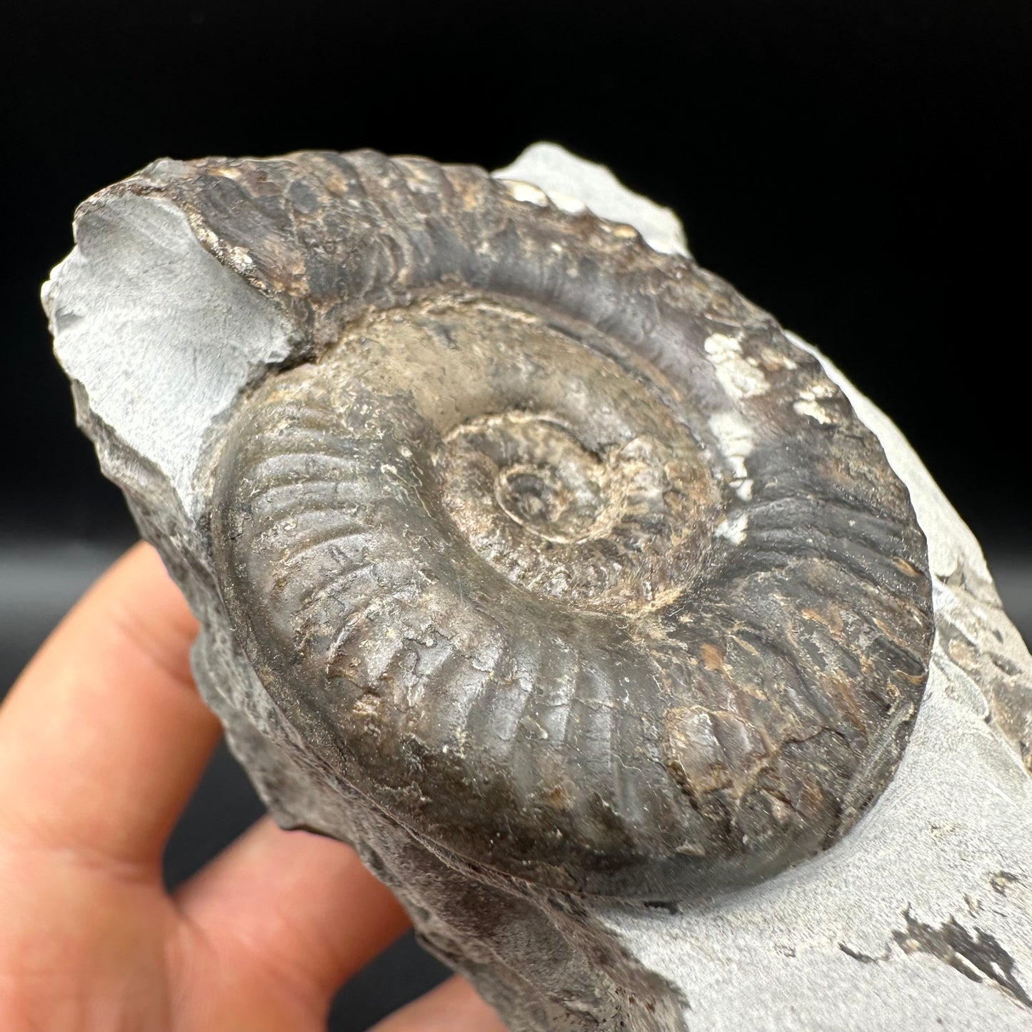 Grammoceras thoaurense Ammonite shell fossil with box and stand - Whitby, North Yorkshire, Yorkshire Fossils from the Jurassic Coast