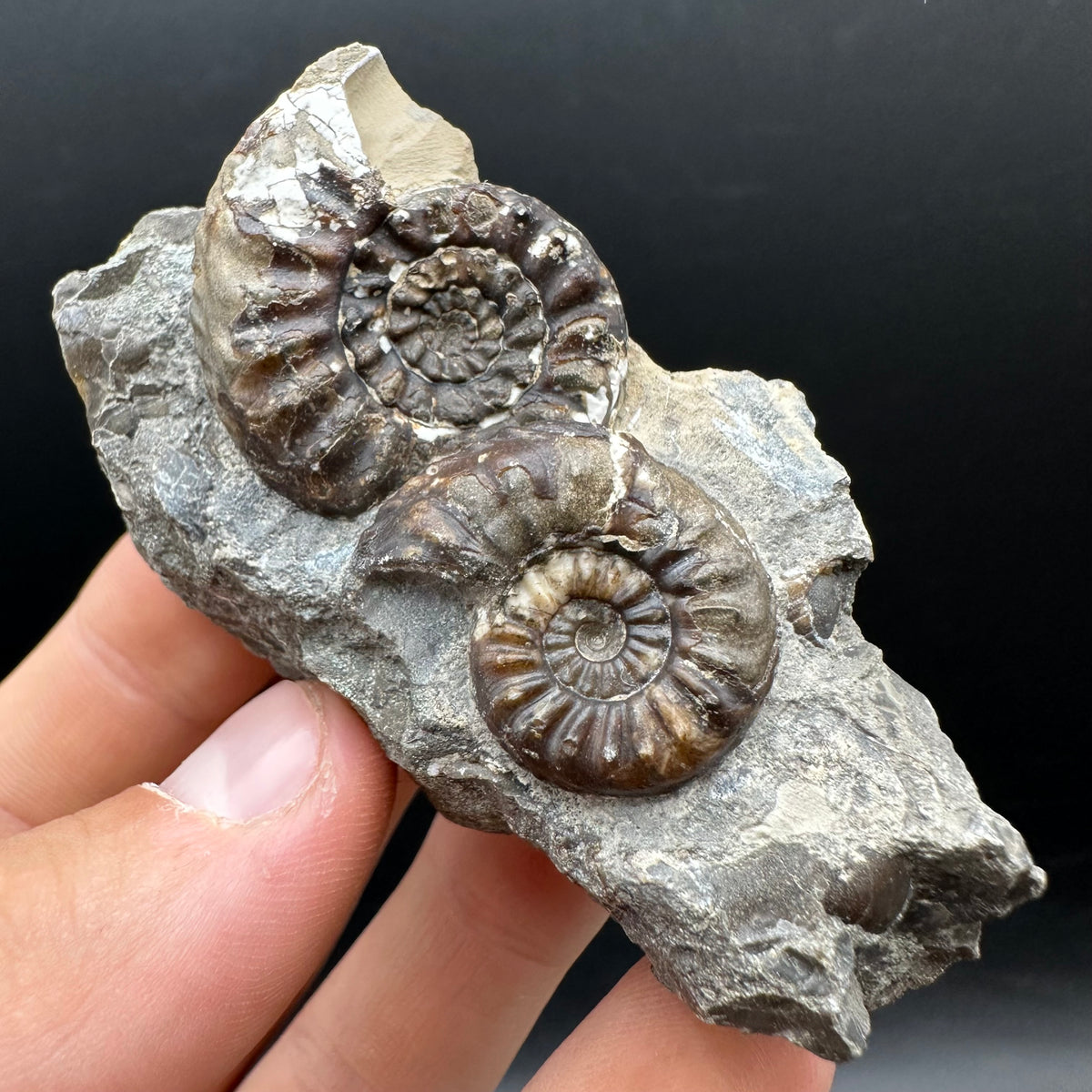 Amaltheus subnodosus Ammonite fossil with stand - Whitby, North Yorkshire Jurassic Coast Yorkshire Fossils