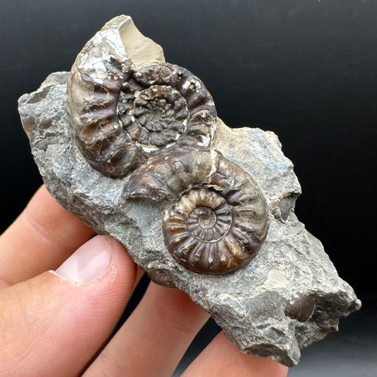 Amaltheus subnodosus Ammonite fossil with stand - Whitby, North Yorkshire Jurassic Coast Yorkshire Fossils