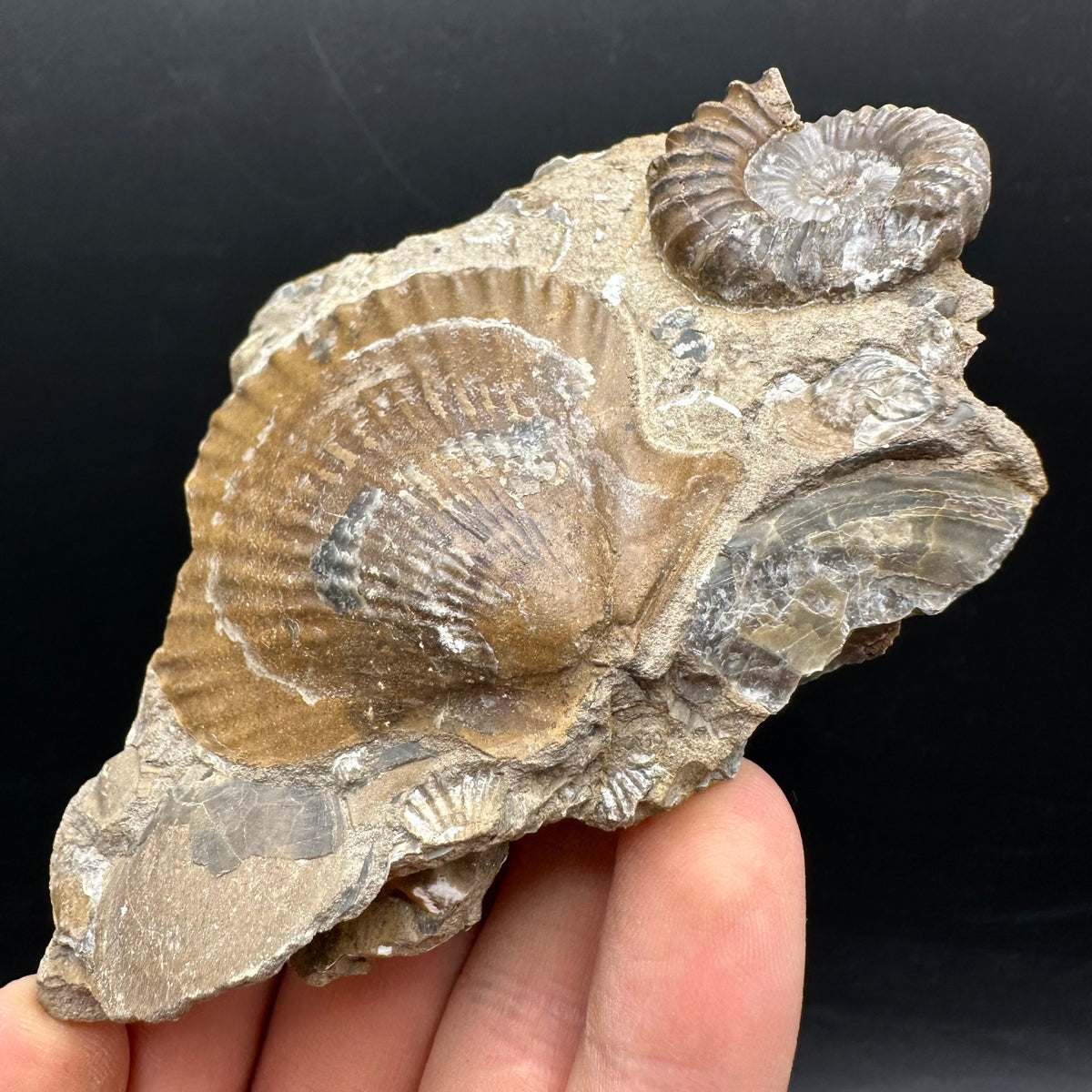 Androgynoceras capricornus Ammonite Fossil With Stand - Whitby, North Yorkshire Jurassic Coast Yorkshire Fossils