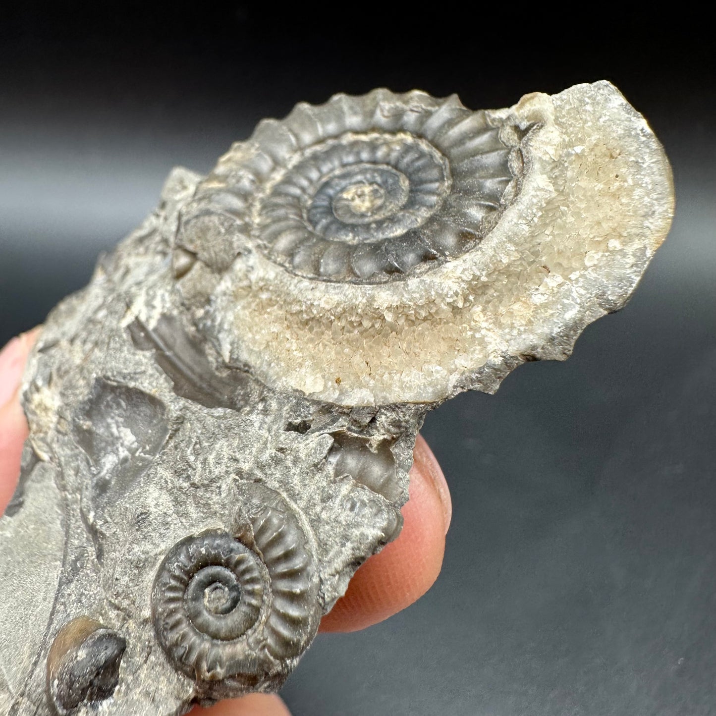 Arnioceras ammonite shell fossil with box and stand - Whitby, North Yorkshire Jurassic Coast Yorkshire Fossils
