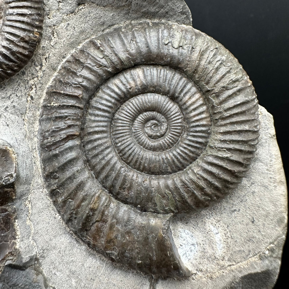Dactylioceras Ammonite nodule (split pair) Fossil With Stand - Whitby, North Yorkshire Jurassic Coast Yorkshire Fossils