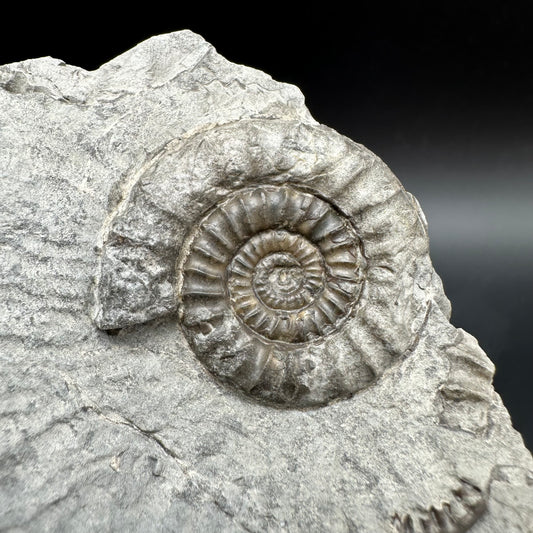 Arnioceras ammonite shell fossil with box and stand - Whitby, North Yorkshire Jurassic Coast Yorkshire Fossils