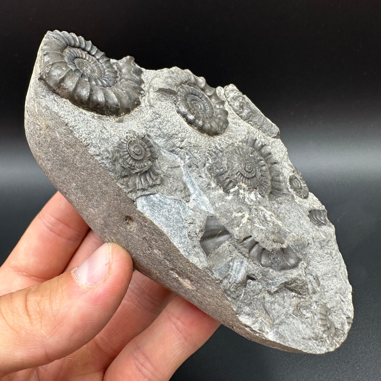 Arnioceras ammonite shell fossil with box and stand - Whitby, North Yorkshire Jurassic Coast Yorkshire Fossils