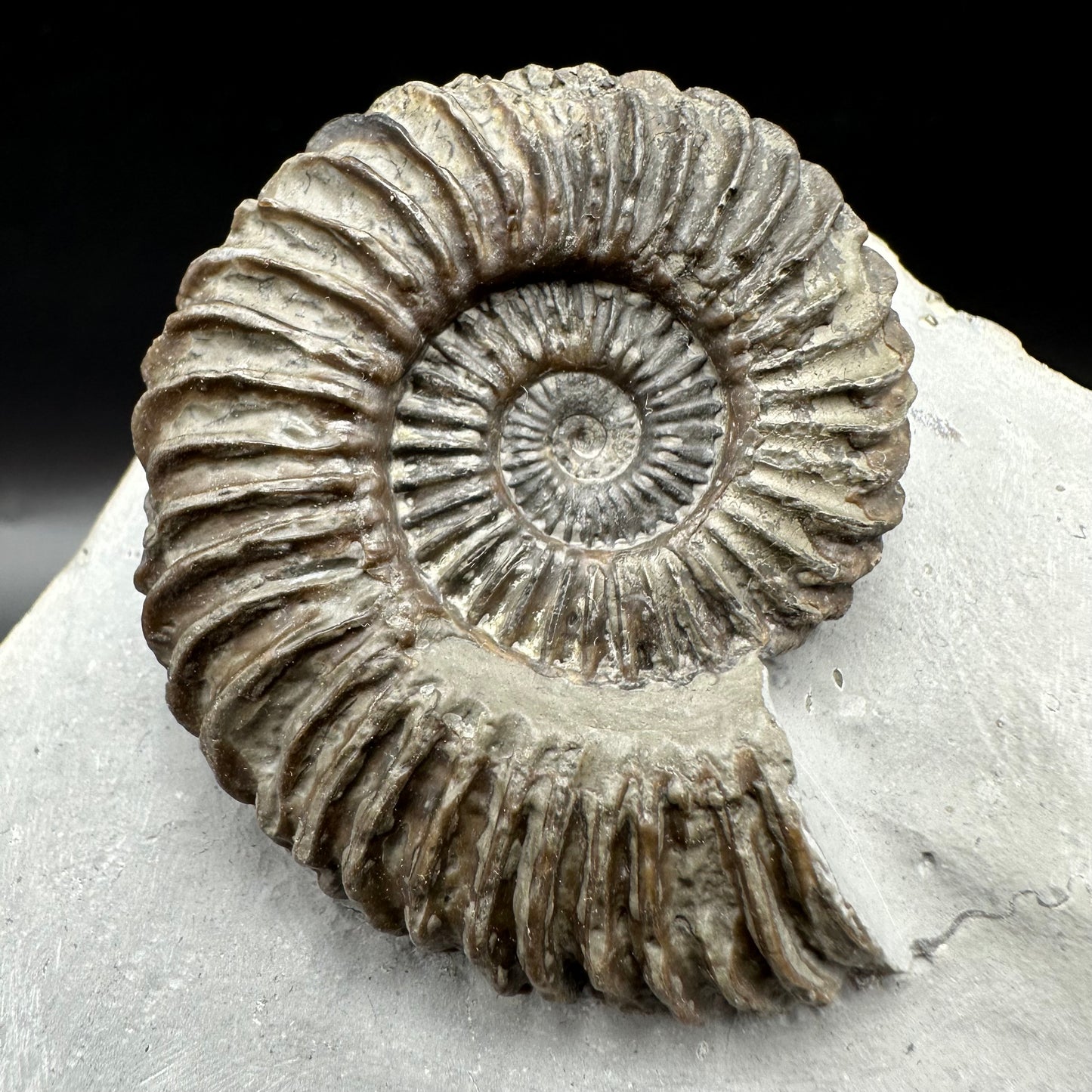Schlothemia angulata ammonite fossil with box and stand - Whitby, North Yorkshire Jurassic Coast, Yorkshire fossils
