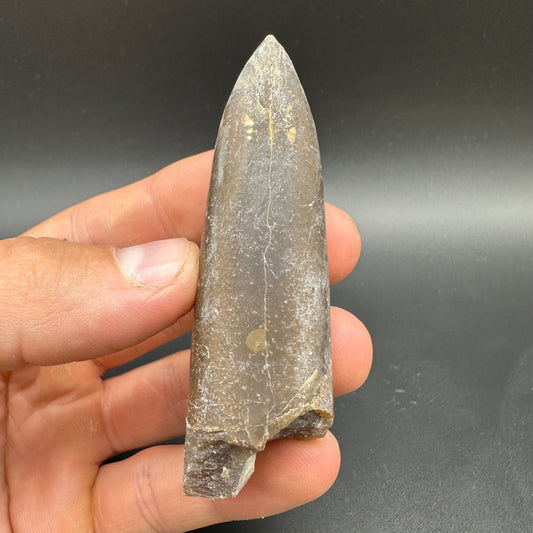 Belemnite (Fossil Squid) shell fossil with box and stand - Whitby, North Yorkshire Jurassic Coast Yorkshire Fossils