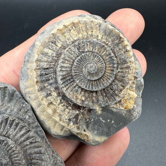 Dactylioceras imprint (negative) bundle ammonite shell fossil with box - Whitby, North Yorkshire, Yorkshire Fossils