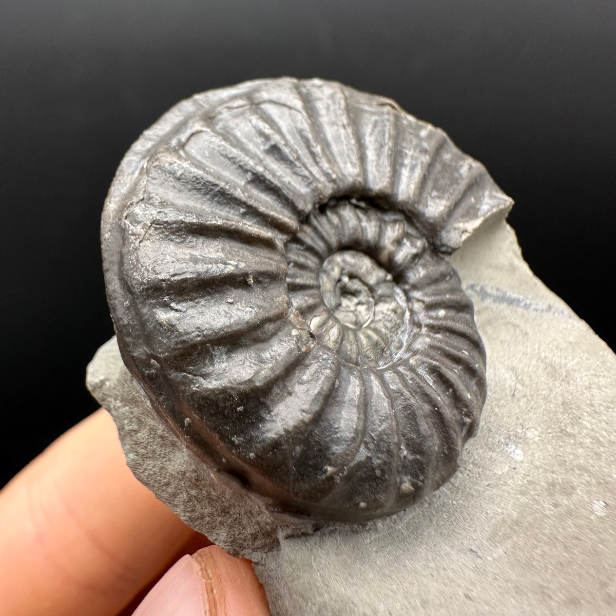 Asteroceras Ammonite fossil with box and stand - Whitby, North Yorkshire Jurassic Coast Yorkshire Fossils