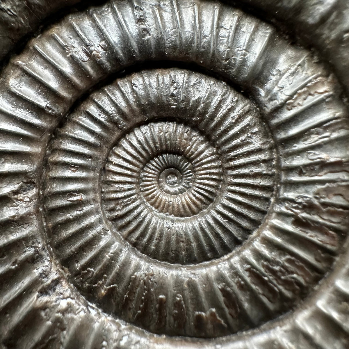 Dactylioceras Ammonite Fossil With box and Stand - Whitby, North Yorkshire Jurassic Coast Yorkshire Fossils