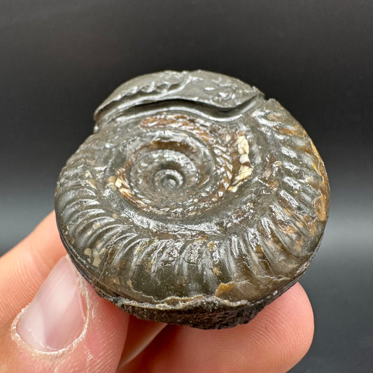 Snakestone Ammonite Fossil With Bag/Box And Stand - Whitby, North Yorkshire Jurassic Coast Yorkshire Fossils
