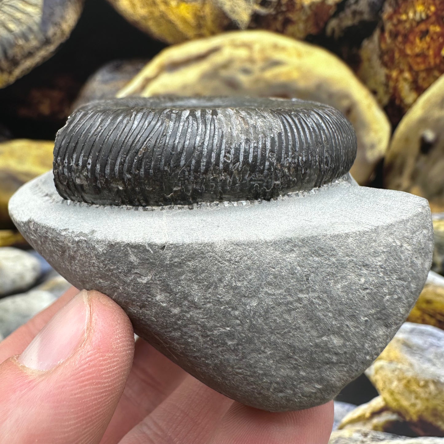 Dactylioceras tenuicostatum ammonite fossil - Whitby, North Yorkshire Jurassic Coast Yorkshire Fossils