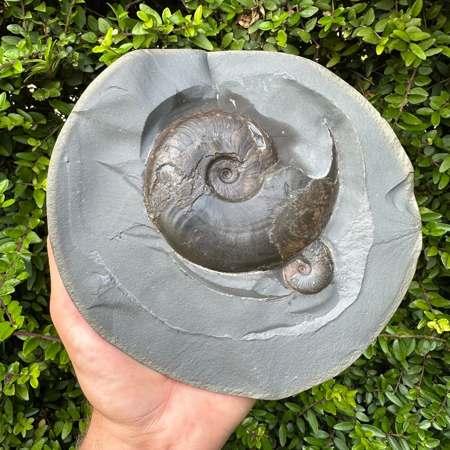 Our Largest Golden Egg! (GENUINE) Ammonite Fossil With Stand - Whitby, North Yorkshire Jurassic Coast Yorkshire Fossils