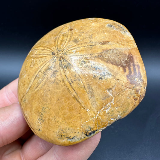 Holectypus Sea Urchin Fossil With Box And Stand - Middle Jurassic Madagascar