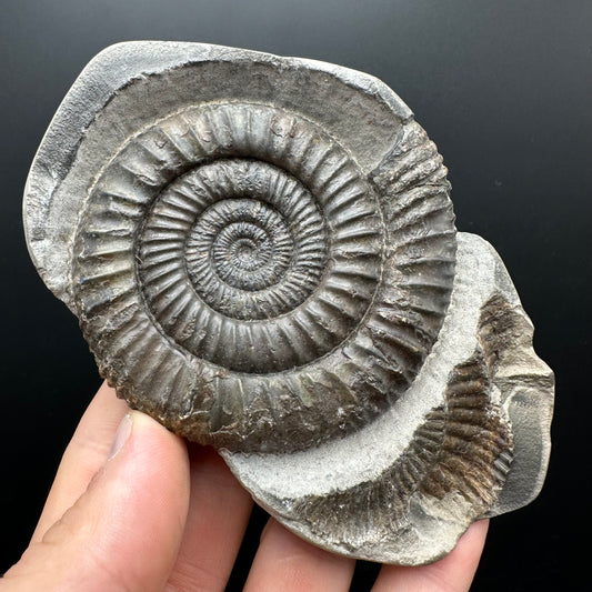 Dactylioceras Ammonite nodule (split pair) Fossil With Stand - Whitby, North Yorkshire Jurassic Coast Yorkshire Fossils