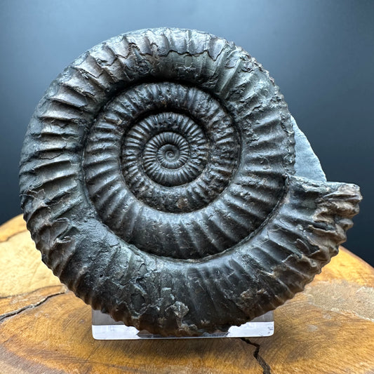 Dactylioceras Ammonite Fossil With box and Stand - Whitby, North Yorkshire Jurassic Coast Yorkshire Fossils