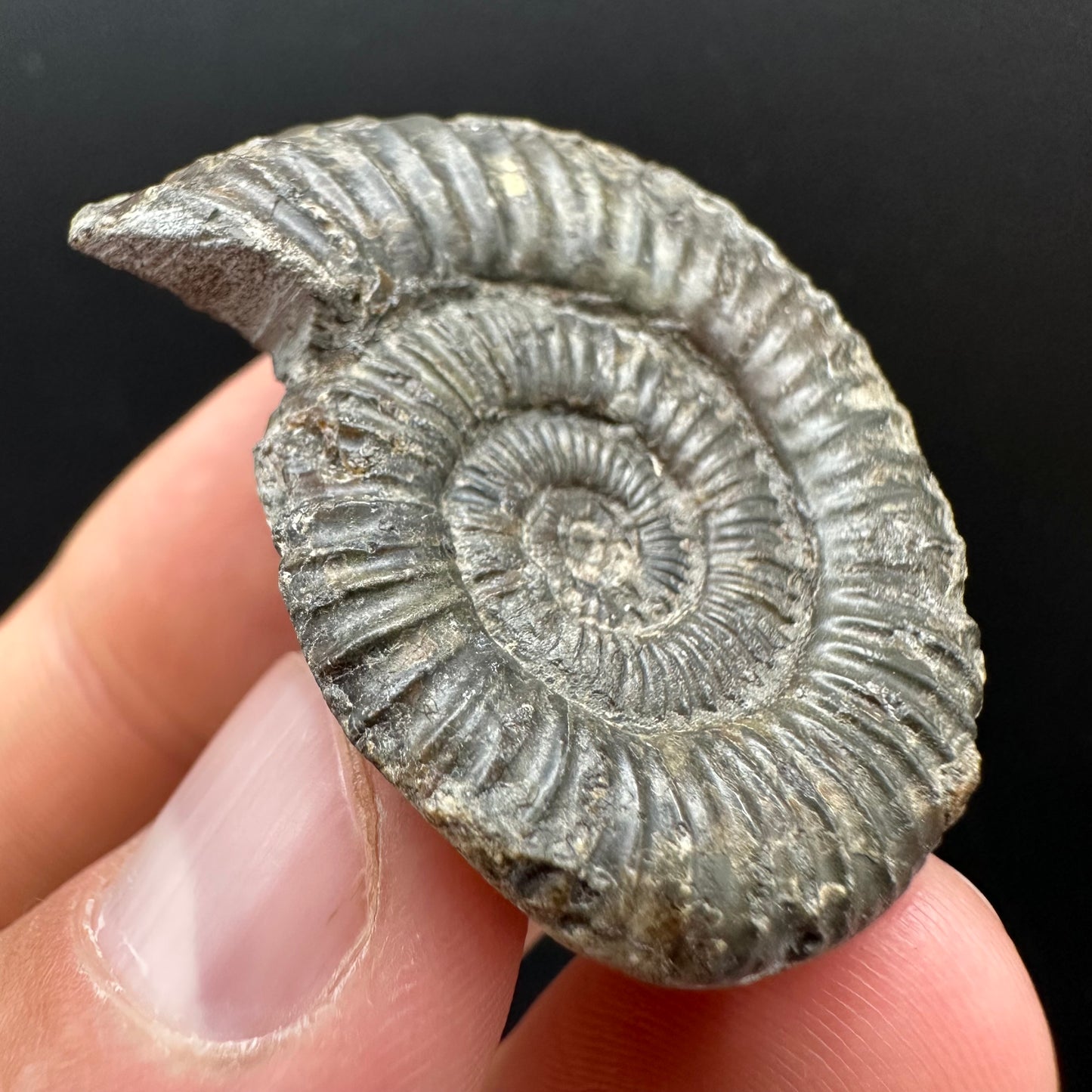 Dactylioceras Ammonite Fossil Gift Set - Whitby, North Yorkshire Jurassic Coast Yorkshire Fossils