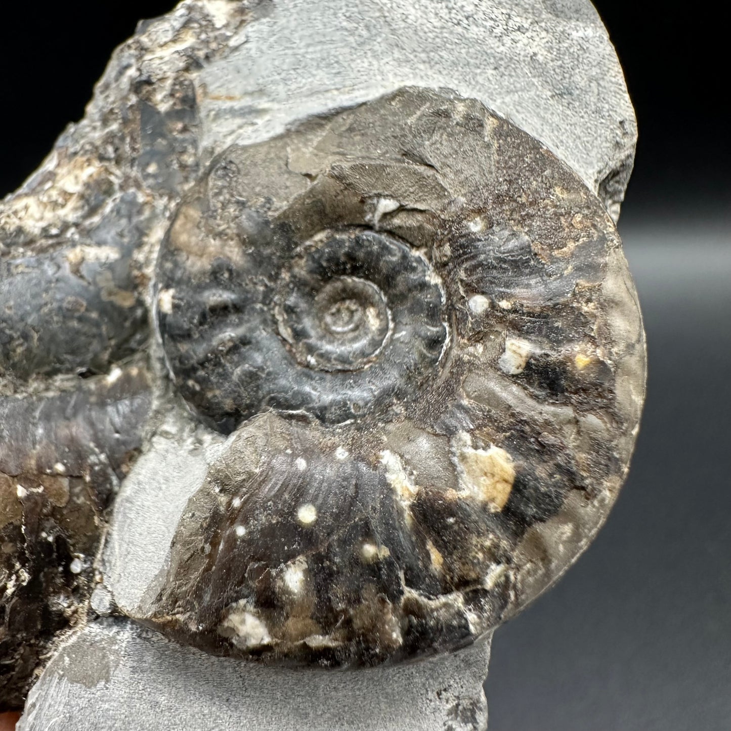 Grammoceras thoaurense Ammonite shell fossil with box and stand - Whitby, North Yorkshire, Yorkshire Fossils from the Jurassic Coast