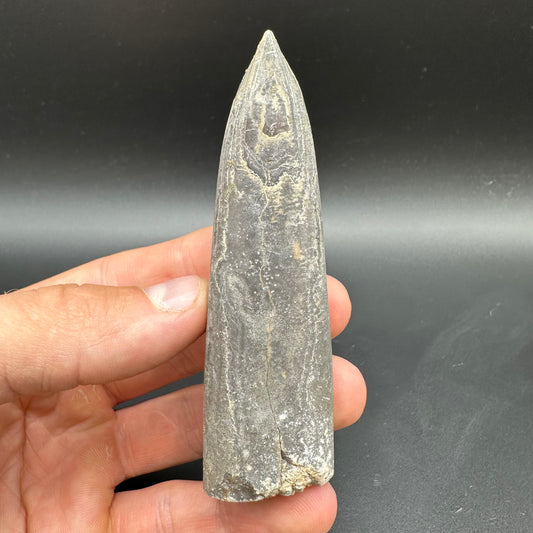 Belemnite (Fossil Squid) shell fossil with box and stand - Whitby, North Yorkshire Jurassic Coast Yorkshire Fossils